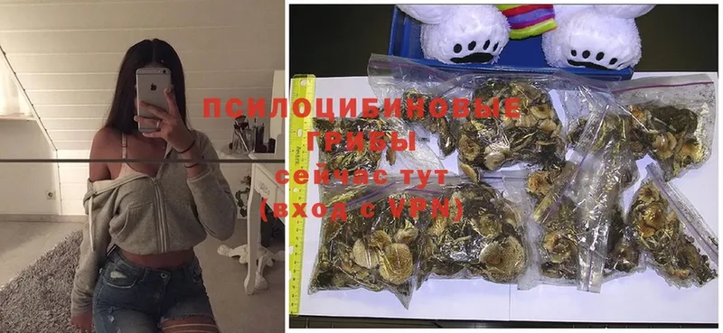 Псилоцибиновые грибы MAGIC MUSHROOMS  сколько стоит  MEGA ТОР  Карабулак 